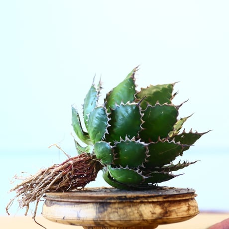 Agave horrida / Style of Chika   no.1015/71