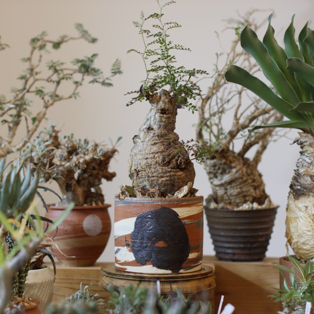 Operculicarya pachypus × N/OH (4.5号) no.104/2