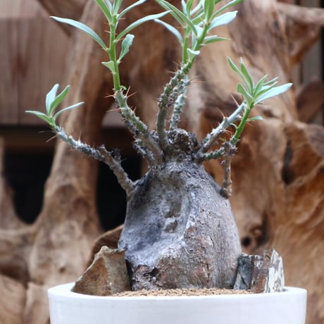 パキポディウム ビスピノーサム / Pachypodium bispinosum / 発根済み    no.31252
