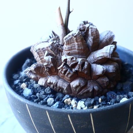 ディオスコレア   亀甲竜    Dioscorea elephantipe     no.20210