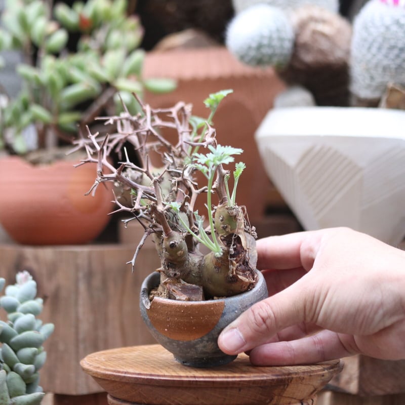 ペラルゴニウム クリズミフォリウム／Pelargonium crithmifolium