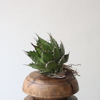 U.S. horrida (Agave horrida) / Style of Chika　no.1227-18