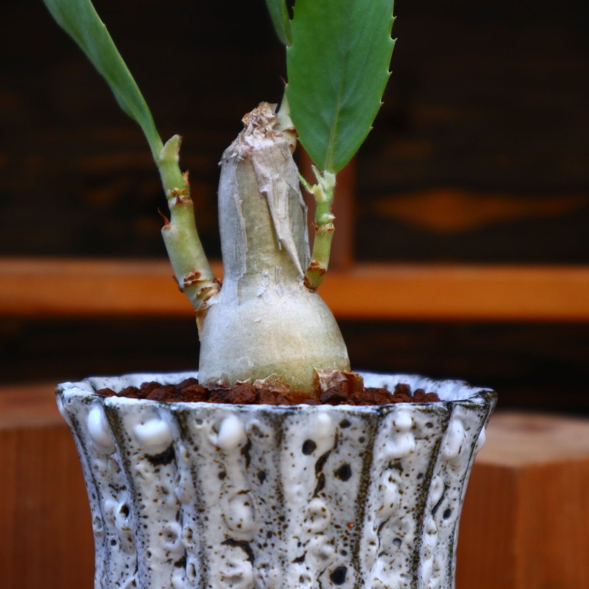 キフォステンマ　ユッタエ キフォステンマ ユッタエ | mana's farm:塊根植物・アガベ