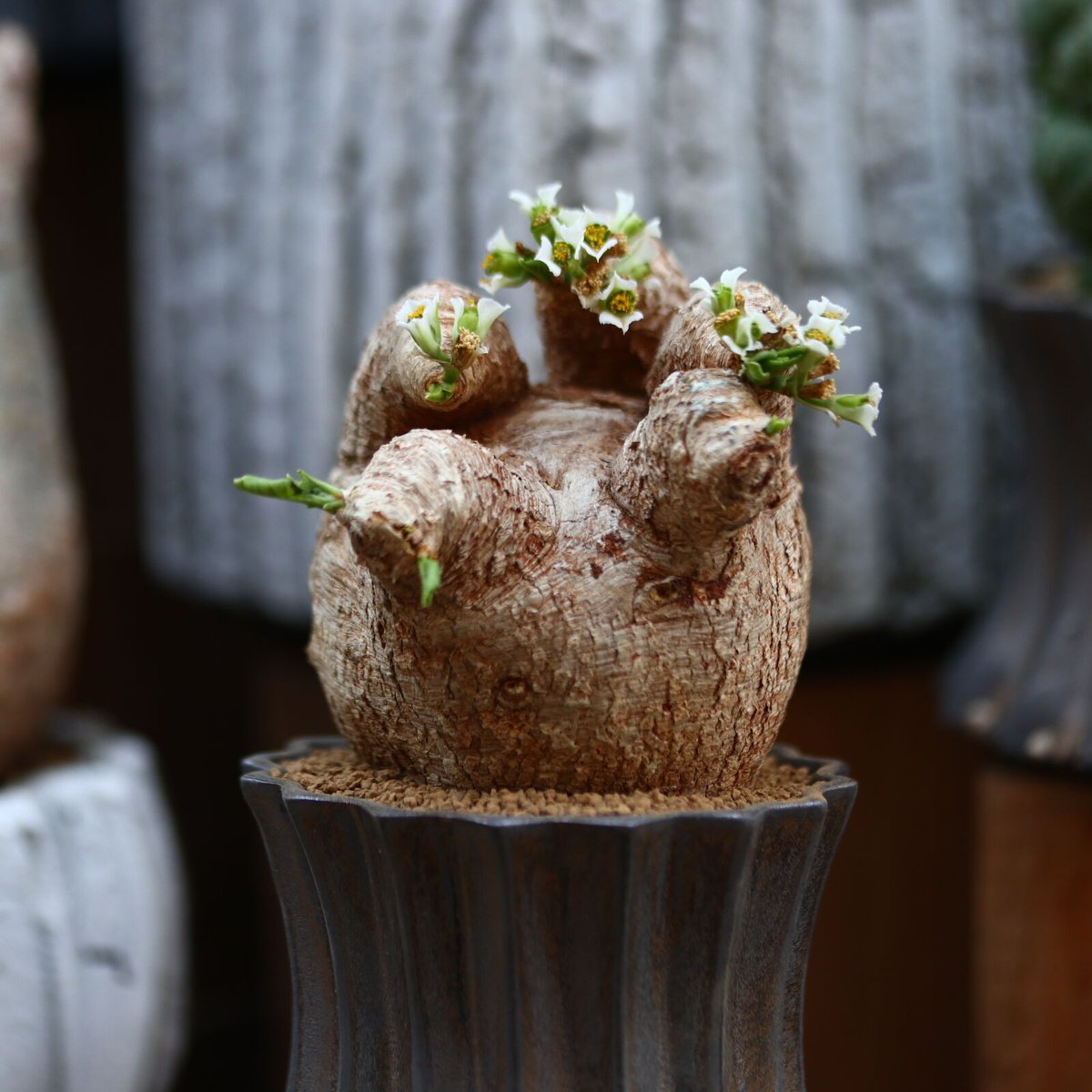 ユーフォルビア　プリムリフォリア　現地球 ユーフォルビア プリムリフォリア 現地球 euphorbia