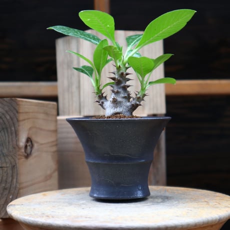 パキポディウム ウィンゾリー実生／Pachypodium baronii var. windsorii    no.82842