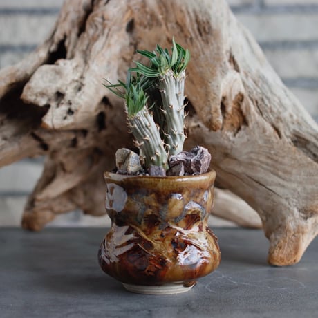 Pachypodium gracilius 綴化 × P＆A (2.5号)  no.622-21