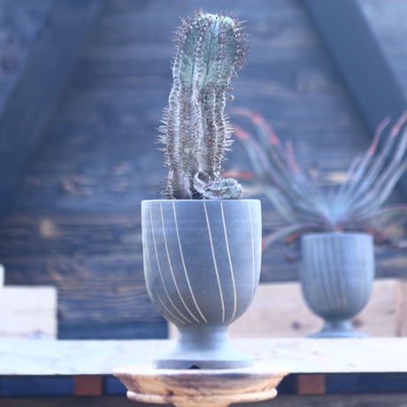 ユーフォルビア  ホリダ     Euphorbia  horrida     no.22804