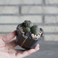 Euphorbia obesa × N/OH (2.5号)  no.628/85