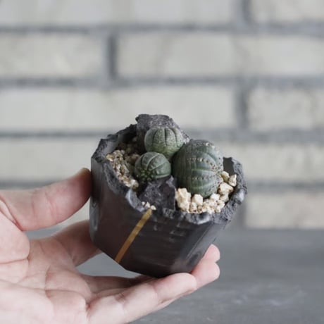 Euphorbia obesa × N/OH (2.5号)  no.628/85