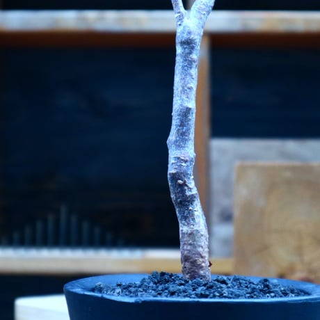 コミフォラ モンストローサ   Commiphora monstrosa   no.81539