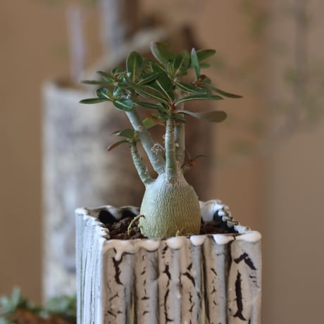 Adenium socotranum × soso   no.82509