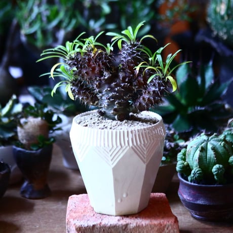 パキポディウム  ラメリー 綴化　Pachypodium lamerei f. crist.   no.81608