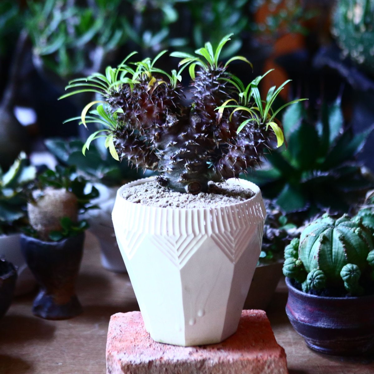 パキポディウム ラメリー 綴化 Pachypodium lamerei f. crist.