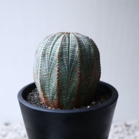 ユーフォルビア  オベサ  Euphorbia obesa  no.101408