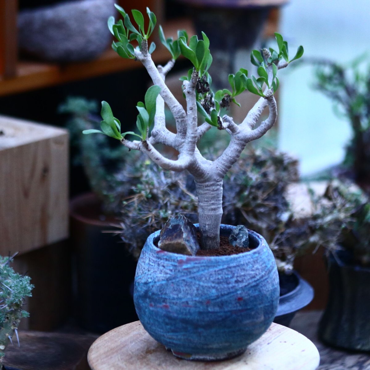 多肉植物 塊根植物オトンナ フルカタ Othonna furcata 冬型 othonna furcata《XL size》大株最高樹形※現地球発根後店主国内