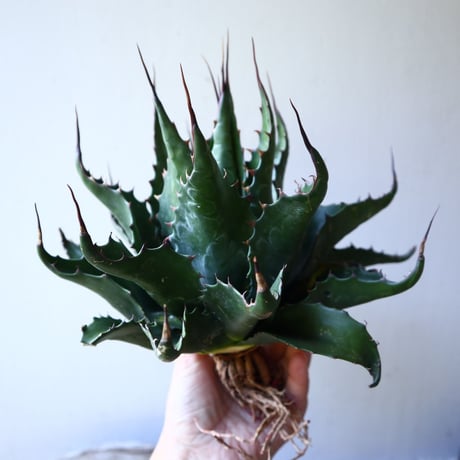 アガベ  モンタナ  Agave montana     no.111027