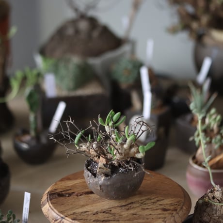 Tylecodon reticulate (万物想)× takero pot   no.1201-19