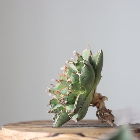 Agave titanota filigree Devil/ Style of Chika　no.42122