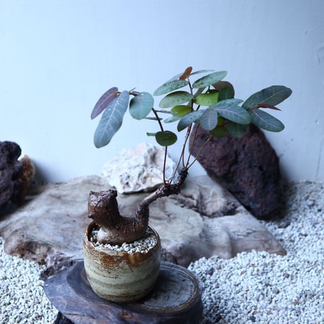 フィランサス   ミラビリス   Phyllanthus mirabilis  no.91501