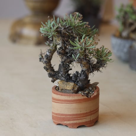 Othonna euphorbioides (黒鬼城) × N/OH   no.112-32