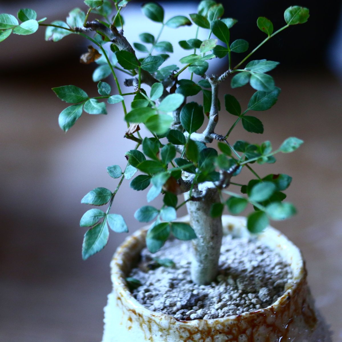 ブルセラ ファガロイデス Bursera fagaroides no.81644 | 芽の巣山 ブルセラ ファガロイデス Bursera fagaroides no.81644 | 芽の巣山