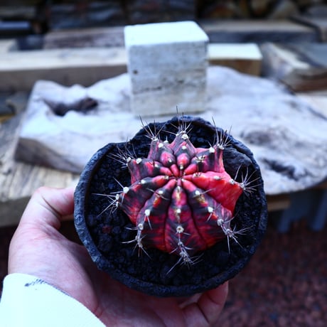 ギムノカリキウム   緋牡丹錦／Gymnocalycium friedrichii f. variegata   no.50911