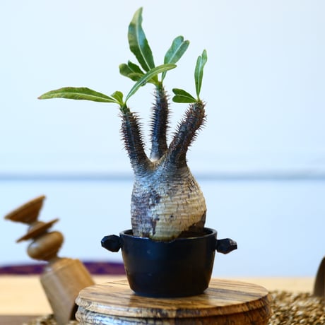 N/OH × Pachypodium  gracilius    no.61839