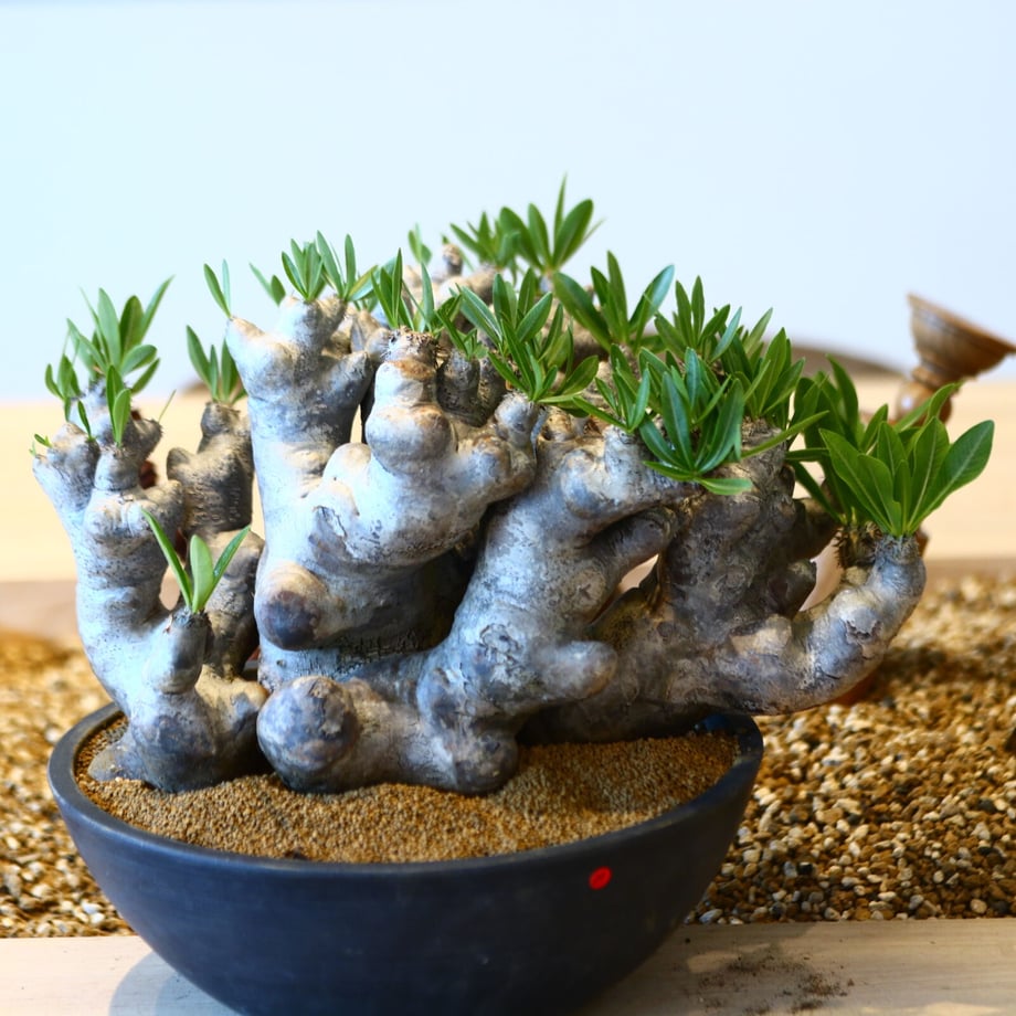 64574659d90e54002b800f59