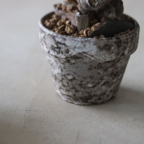 Sarcocaulon multifidum ×  YAMABACHI var. takero pot  no.63049