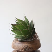 U.S. horrida (Agave horrida) / Style of Chika　no.1227-24