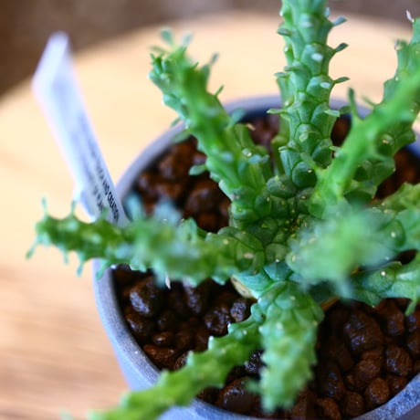 N/OH × Euphorbia gorgonis   no.111919