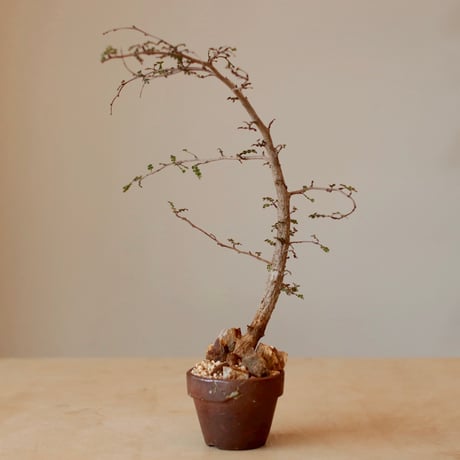 Operculicarya decaryi × YAMABACHI var.六本芽 (3号)  no.125/17