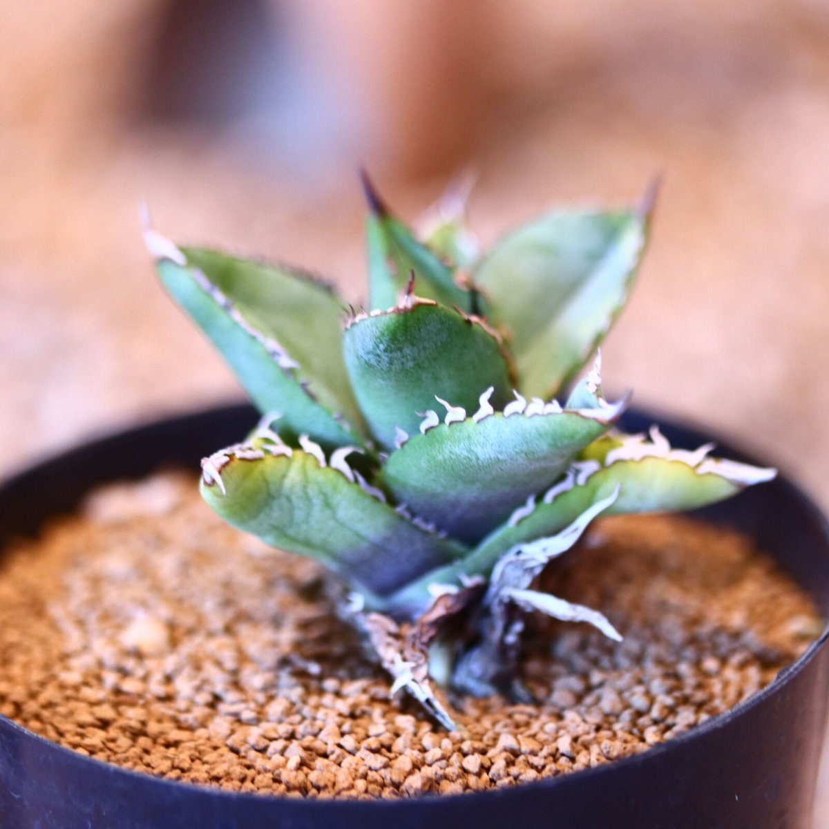 アガベ チタノタ フィリグリー / Agave titanota アガベ チタノタ フィリグリー / Agave titanota