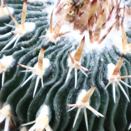 エキノフォスロカクタス 縮玉／Echinofossulocactus zacatecasensis   no.91813