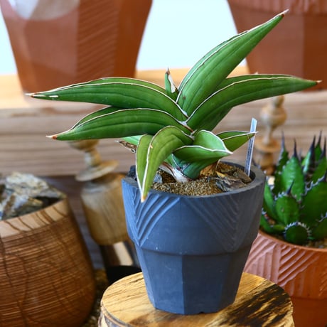 マッソニア | STORES