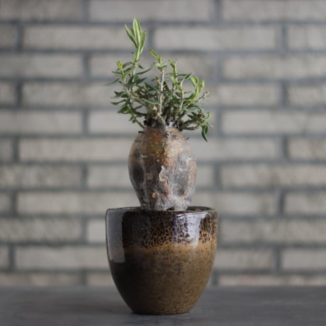 Pachypodium bispinosum × 陶器蜂 (4号)  no.706-25
