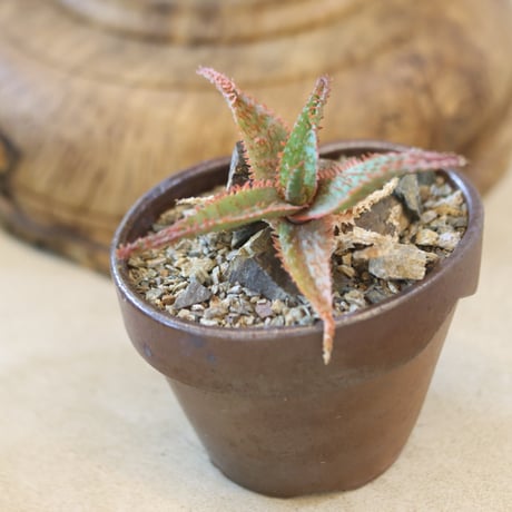 Aloe ‘Chiristmas Carol’ × YAMABACHI var.六本芽　 no.126-2
