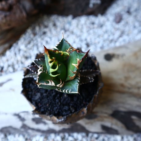 アガベ チタノタ “ レッドキャットウィーズル　Agave titanota"Red Catweezle” 　no.51915