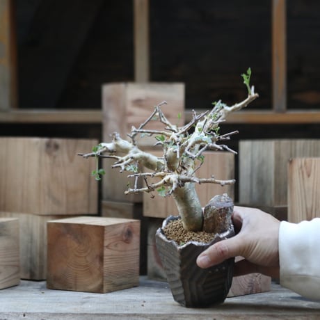 コミフォラ   ストックシアナ／Commiphora stocksiana  no.102338