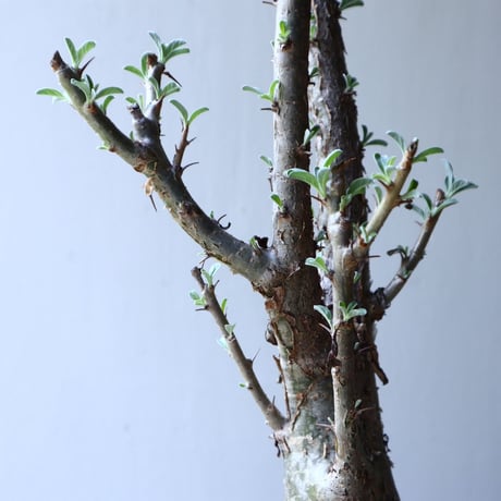 セサモタムナス ルガルディー  天狗のごますり  Sesamothamnus lugardii    no.61601