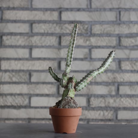 Euphorbia quadrangularis × YAMABACHI (3号)  no.607/41