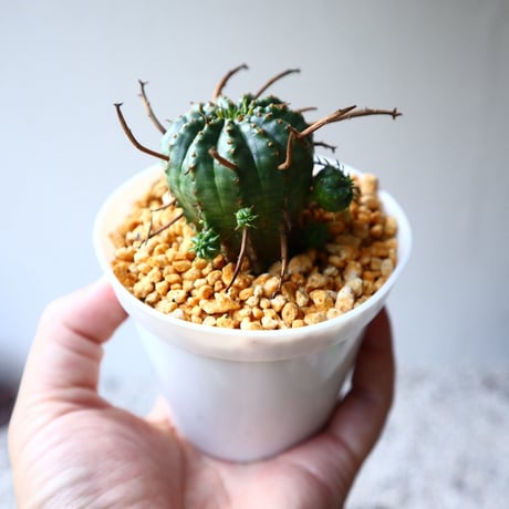 ユーフォルビア  バリダ    Euphorbia valida   no.102825