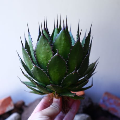 アガベ ホリダ   Agave horrida   no.30815