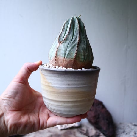 ユーフォルビア  オベサ 　Euphorbia obesa　no.90812