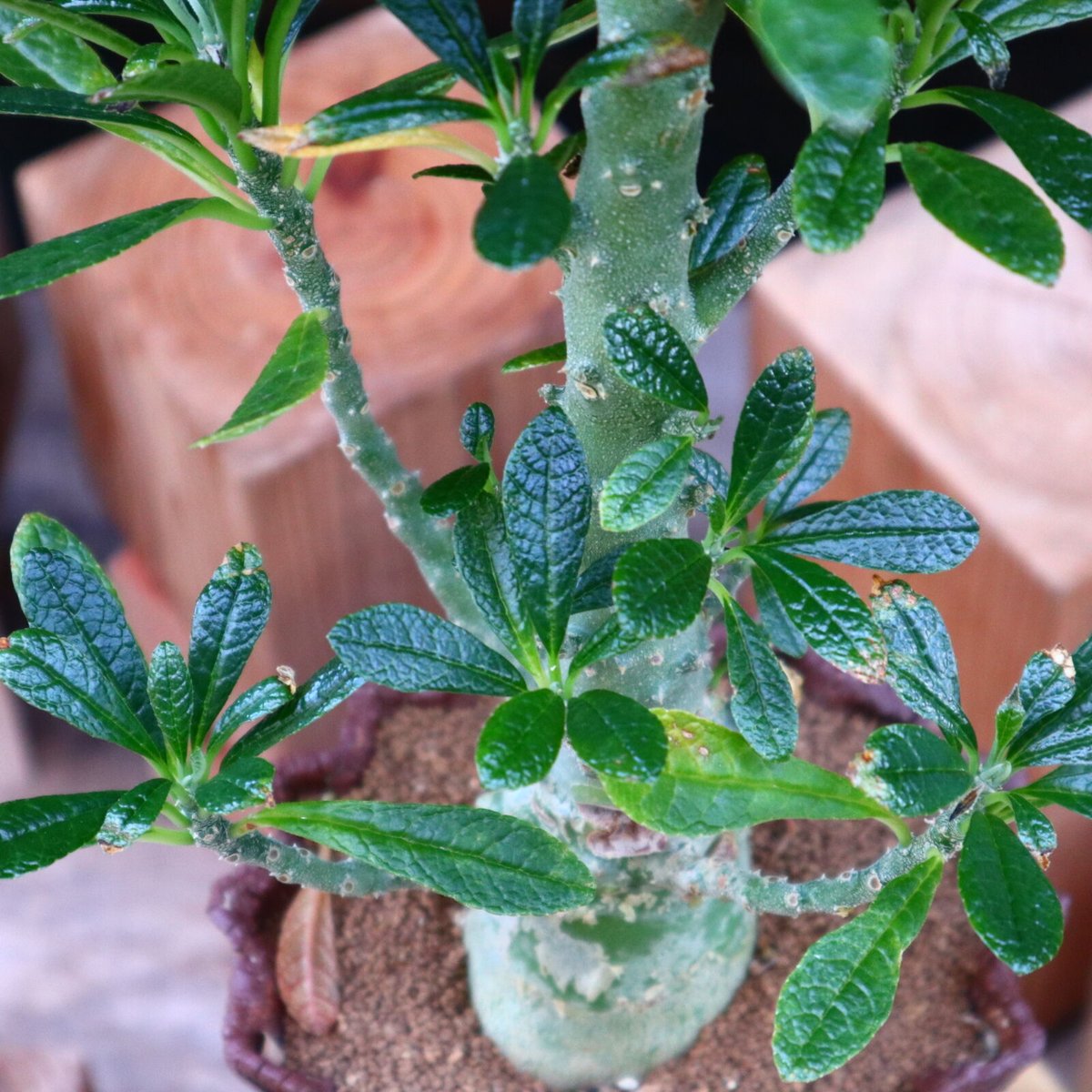 ドルステニア ギガス／Dorstenia gigas no.60576 | 芽の巣山