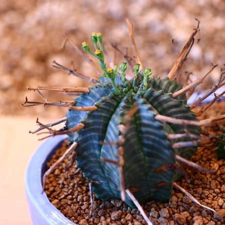 Euphorbia valida ♂♀ × Saho Yoshimoto   no.22522