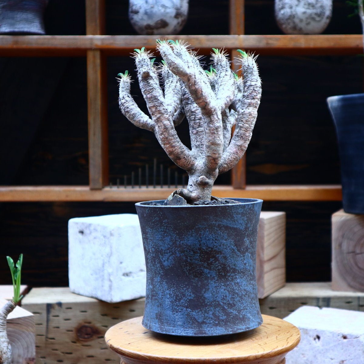 柿本様 抜き苗ご希望 ギラウミニアナ 柿本様 抜き苗ご希望