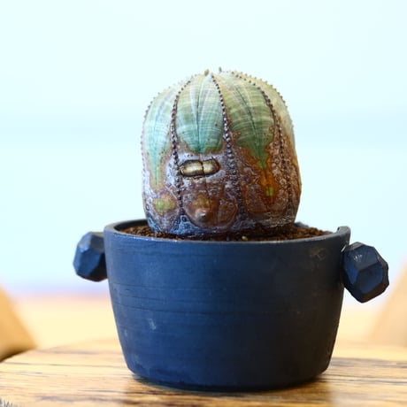 N/OH × Euphorbia obesa    no.61804