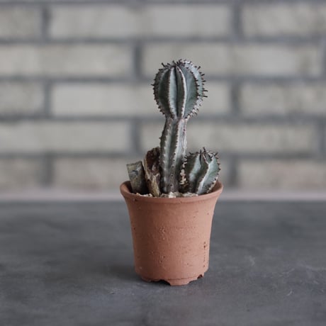Euphorbia polygona 'Snowflake' × N/OH (3号)  no.510/43