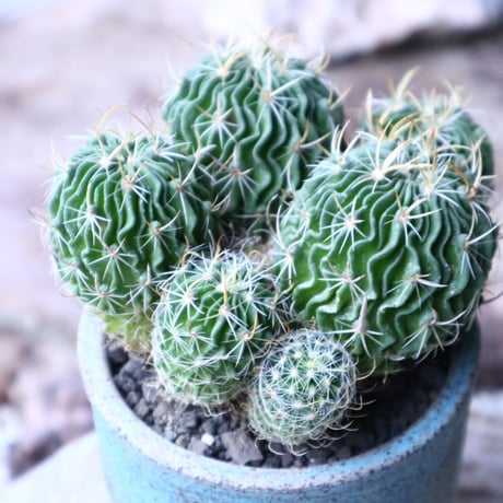 縮玉   Echinofossulocactus zacatecasensis    no.90810